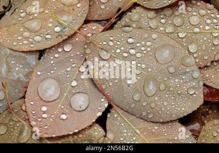 Steinbirnenblätter mit Wassertröpfchen, schneebedeckte mespilus (Amelanchier ovalis), gemeine Steinbirne, Steinmedel, Edelweißstrauch Stockfoto
