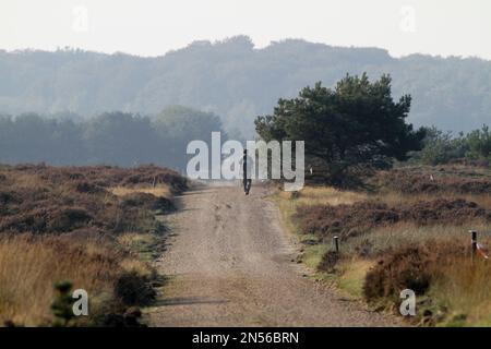 Wandern Sie auf einem sandigen Pfad im Moor. Der Walker geht vom Betrachter weg auf einem sandigen Pfad, der von blühendem Heidekraut umgeben ist. Stockfoto