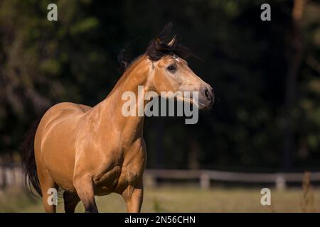 Pura Raza Espanola Hengst dun mit fließender Mähne in bewegtem Porträt, Deutschland Stockfoto