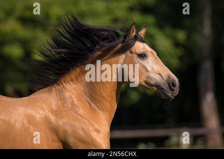 Pura Raza Espanola Hengst dun mit fließender Mähne in bewegtem Porträt, Deutschland Stockfoto