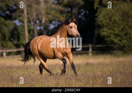 Pura Raza Espanola Hengst dun galoping auf der Sommerweide, Deutschland Stockfoto
