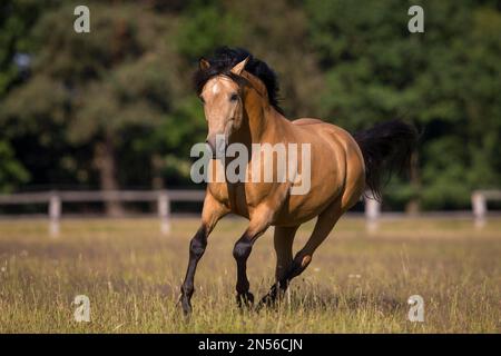 Pura Raza Espanola Hengst dun galoping auf der Sommerweide, Deutschland Stockfoto