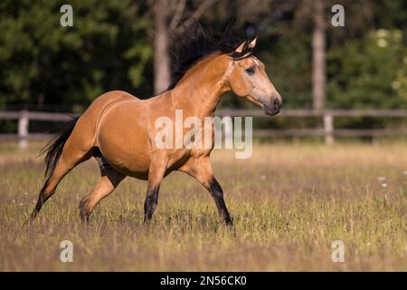 Pura Raza Espanola Hengst dun galoping auf der Sommerweide, Deutschland Stockfoto