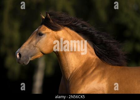 Pura Raza Espanola Hengst dun mit fließender Mähne in bewegtem Porträt, Deutschland Stockfoto