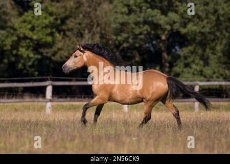 Pura Raza Espanola Hengst dun galoping auf der Sommerweide, Deutschland Stockfoto