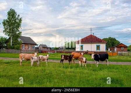 Eine Herde großer und kleiner Kühe mit einem Mann hinter dem Zaun beim Dorfhaus, der in die gleiche Richtung schaut, trifft sich am Abend auf dem Feld. Stockfoto