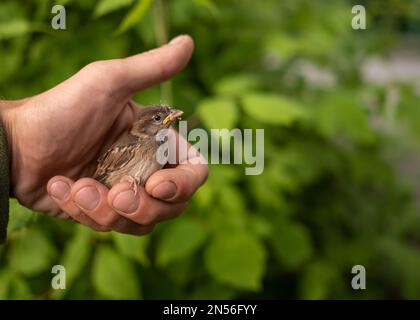 Eine kleine, dünne und zerschmetterte Sparrow-Tussi sitzt verängstigt und schaut in die Hand eines Mannes. Stockfoto