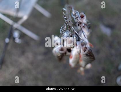 Viele Fische hängen am Steg, gefangen von Anglern im Fish Stringer mit dem Gesicht nach unten auf dem Hintergrund der Angelruten, die sich auf einem Stuhl drehen. Stockfoto