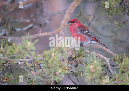 Kiefernschnabel (Pinicola enucleator), Männlich, Kiefer, Winter, Kaamanen, Finnland Stockfoto