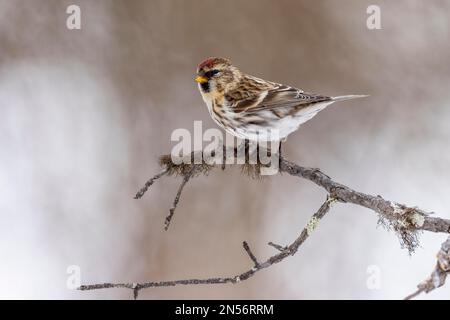 Arctic Redpoll (Carduelis hornemanni), mossiger Zweig, Winter, Kaamanen, Finnland Stockfoto