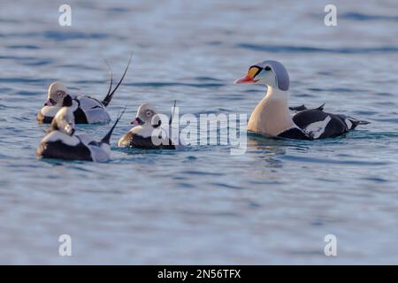 König (Clangula hyemalis) eider (Somateria spectabilis), männlich, herrliches Gefieder, mit 3 ferruginösen Enten, Winter, Batsfjord, Batsfjord, Varanger Stockfoto