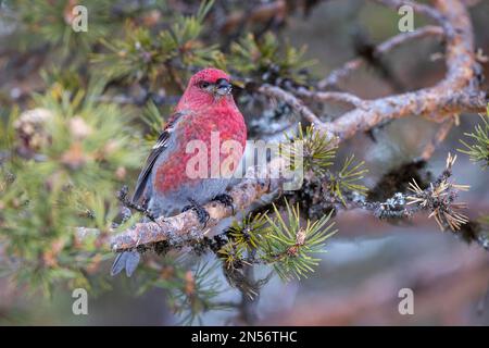 Kiefernschnabel (Pinicola enucleator), Männlich, Kiefer, Winter, Kaamanen, Finnland Stockfoto