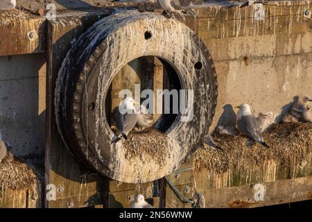 Kittiwake (Rissa tridactyla), Zucht in alten Reifen, Hafen Vardoe, Vardo, Varangerfjord, Finnmark, Nordnorwegen, Norwegen Stockfoto