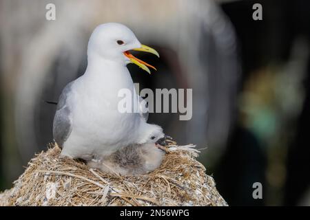 Kittiwake (Rissa tridactyla), Zucht im Hafen Vardoe, Vardo, ausgewachsen mit jungen Tieren, Küken, im Nest, Zunge sichtbar, Varangerfjord, Finnmark Stockfoto