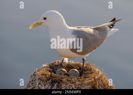 Kittiwake (Rissa tridactyla), Zucht im Hafen Vardoe, Vardo, Erwachsener mit 2 Eiern, Nest, Varangerfjord, Finnmark, Nordnorwegen, Norwegen Stockfoto