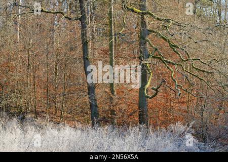 Rodung mit Eichen (Quercus), Kupferbuchen (Fagus sylvatica) mit Herbstblättern, Heifrost auf toten Pflanzen, Nordrhein-Westfalen, Deutschland Stockfoto