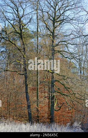 Rodung mit Eichen (Quercus), Kupferbuchen (Fagus sylvatica) mit Herbstblättern, Heifrost auf toten Pflanzen, Nordrhein-Westfalen, Deutschland Stockfoto