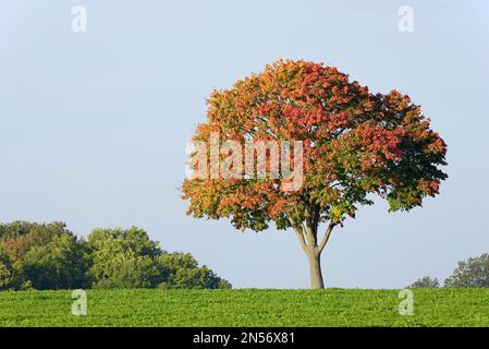 Solitärbaum, Ahorn (Acer) mit Herbstblättern bei starkem Wind, Nordrhein-Westfalen, Deutschland Stockfoto