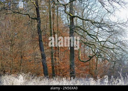 Rodung mit Eichen (Quercus), Kupferbuchen (Fagus sylvatica) mit Herbstblättern, Heifrost auf toten Pflanzen, Nordrhein-Westfalen, Deutschland Stockfoto