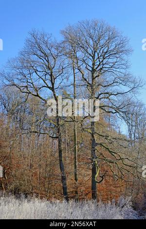 Rodung mit Eichen (Quercus), Kupferbuchen (Fagus sylvatica) mit Herbstblättern, Heifrost auf toten Pflanzen, blauer Himmel, Nordrhein-Westfalen Stockfoto