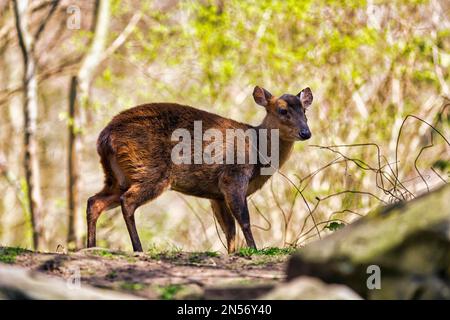 Chinesischer Muntjac (Muntiacus reevesi), Zwerg muntjac, Captive, Zoo Hannover, Niedersachsen, Deutschland Stockfoto