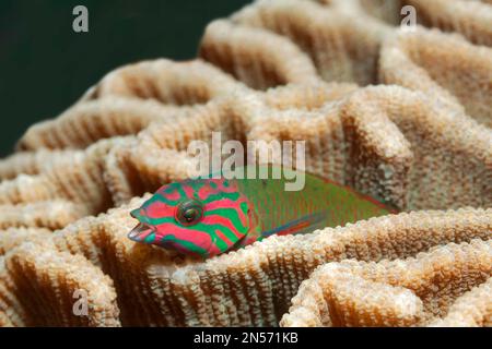 Mondraße (Thalassoma lunare) mit offenem Mund auf Steinkorallen (Pectinia lactuca), See Sawu, Pazifik, Komodo-Nationalpark, Lesser Sunda Stockfoto