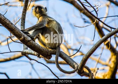 Hanuman langur, Ranthambore National Park und Tiger Reserve, Ranthambore, Rajasthan, Indien Stockfoto