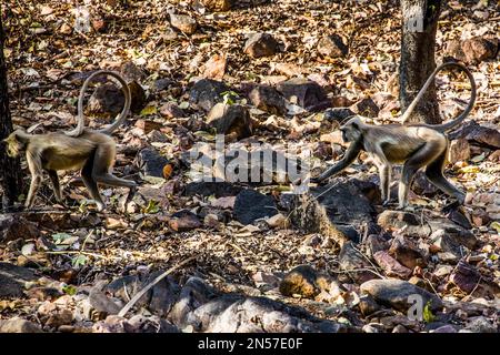 Hulman Affen, Ranthambore Nationalpark und Tiger Reserve, Ranthambore, Rajasthan, Indien Stockfoto
