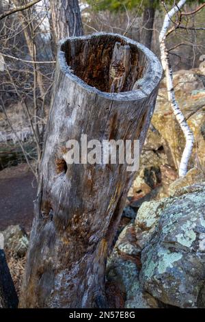 An einem Frühlingstag in Taylors Falls, Minnesota, USA, im Interstate State Park ist ein alter, ausgehöhlter Baumstamm zu sehen. Stockfoto