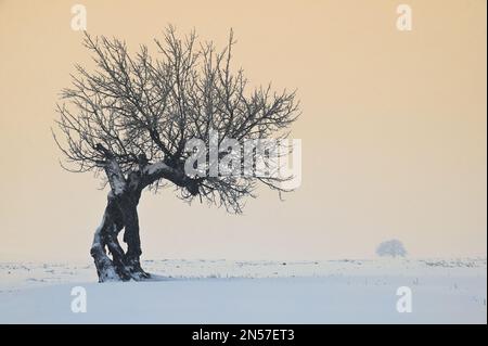 Baum im Winter in den Macin Mountains, Rumänien Stockfoto