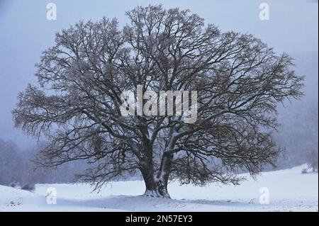 Alter Eichenbaum in Dobrogea, Rumänien im Winter Stockfoto