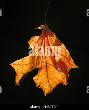 Abstraktes Herbstblatt Vor Dunklem Hintergrund Stockfoto
