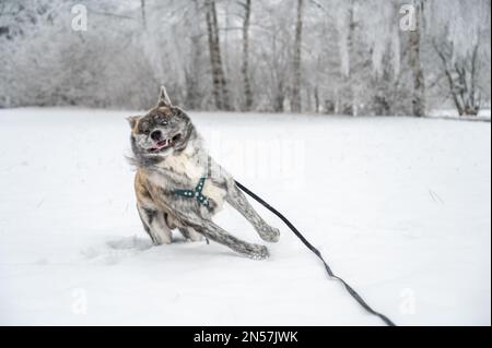 Akita Inu Hund mit grauem Fell läuft im Winter durch den Schnee Stockfoto