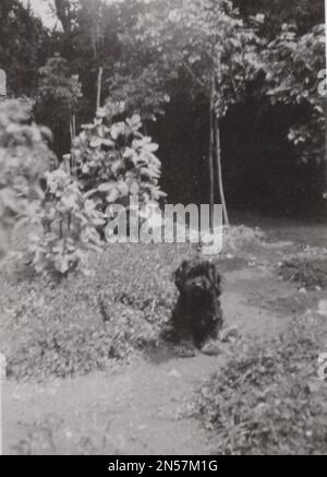 Vintage-Foto über Hunde : kleiner schwarzer Hund / Hündchen, der sich für die Kamera posiert vielleicht ist er/sie ein Puli ( ungarischer Hund) ? Gartenhund Stockfoto