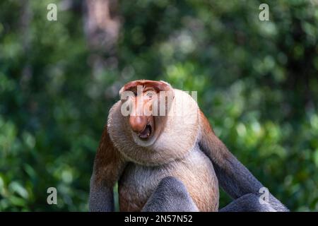 Aggressives Männchen des wilden Proboscis-Affen oder Nasalis-Larvatus oder des holländischen Affen, im Regenwald der Insel Borneo, Malaysia, aus nächster Nähe. Erstaunlicher Affe w Stockfoto