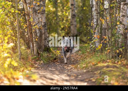 Der junge australische Rinderhund läuft in der herbstlichen Natur auf dem Waldweg. Porträt eines in Bewegung befindlichen Bluehohns. Stockfoto