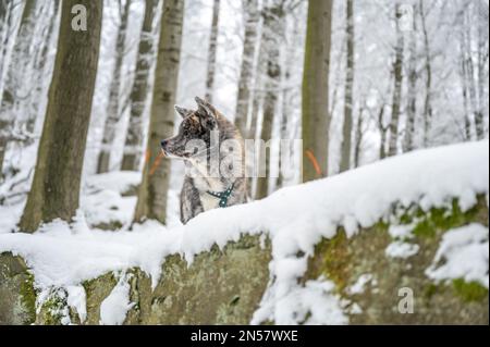 Akita inu Hund mit grauem Fell sitzt im Winter mit viel Schnee auf einem Felsen im Wald und blickt weg Stockfoto