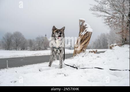 Akita inu Hund mit grauem Fell steht im Winter im Schnee neben einer Straße Stockfoto