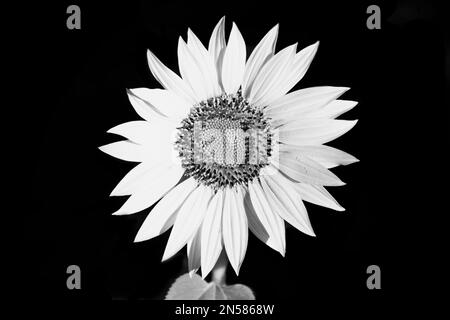 Schwarz-weiße Sonnenblumen-Makro auf schwarzem Hintergrund, schöne Kunst Stille Blüte mit detaillierter Struktur, grüne Blätter, Stiel. Stockfoto