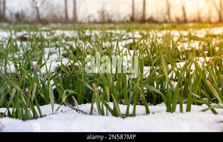 Grüne Weizensprossen wachsen unter dem Schnee auf dem Feld. Stockfoto