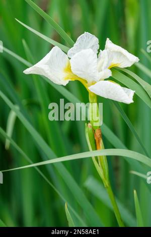 Iris sibirica White Swirl, sibirische Iris White Swirl, ganzjährig mit reinen weißen Blumen, mit Gelb am Fuße der Wasserfälle gespült Stockfoto