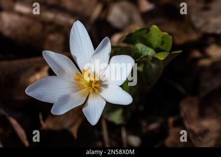 Im Frühjahr wuchsen in den Wäldern in Taylors Falls, Minnesota, USA, Blutdrosseln. Stockfoto