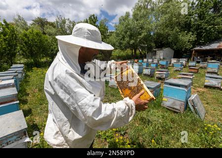 Der Imker hält eine Honigzelle mit Bienen in den Händen. Bienenzucht. Bienenhaus. Arbeiten Bienen auf Wabe. Bienen arbeiten auf Waben. Stockfoto