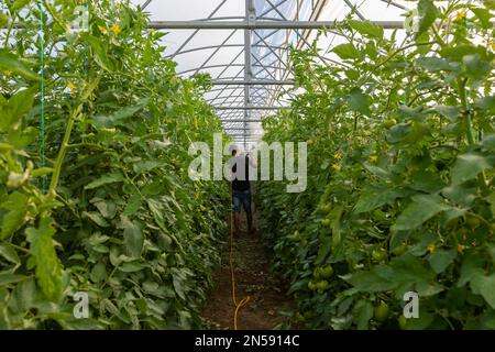 Tränken von Tomatenkeimlingen im Gewächshaus Stockfoto