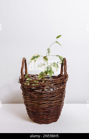 Kleiner Ficus benjamina in braunem Korb auf weißem Tisch. Konzept von Zimmerpflanzen zur Dekoration von Haus oder Raum. Direktansicht. Karte mit Kopierbereich Stockfoto