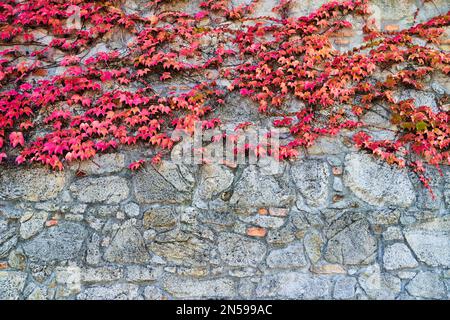Roter efeu aus boston wächst an der Steinmauer. Pflanzliche Parthenocissus tricuspidata Stockfoto