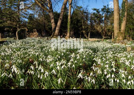 Schneeglöckchen, die im Spätwinter/Frühling in einem englischen Waldgebiet wachsen Stockfoto