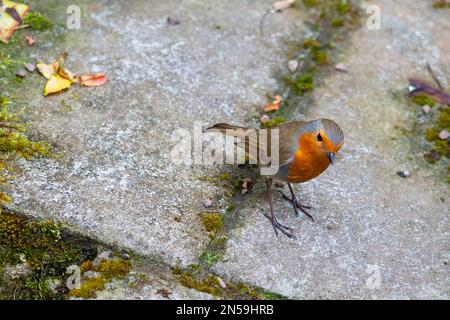 Robin (Erithacus rubecula), RHS Rosemoor, Devon, Vereinigtes Königreich Stockfoto