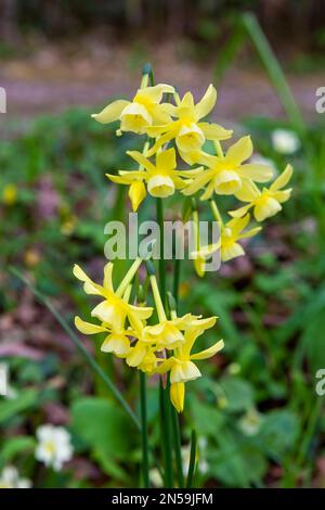 Dwarf narcissi in The Woodland Garden, RHS Rosemoor, Devon, Großbritannien Stockfoto