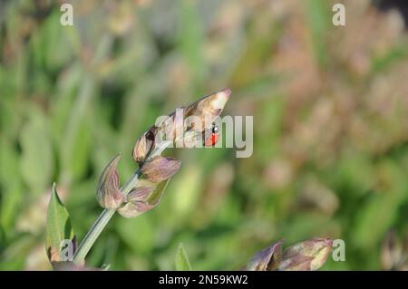 Lady Bird auf einem Lavendelstiel klettert auf einen Käfer. Sieben sehen Marienkäfer auf einer Lavendelpflanze. Makro von Sieben-Fleck-Marienkäfer Coccinella septempunctata Stockfoto